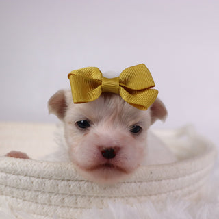 Nicki - Available 11/26