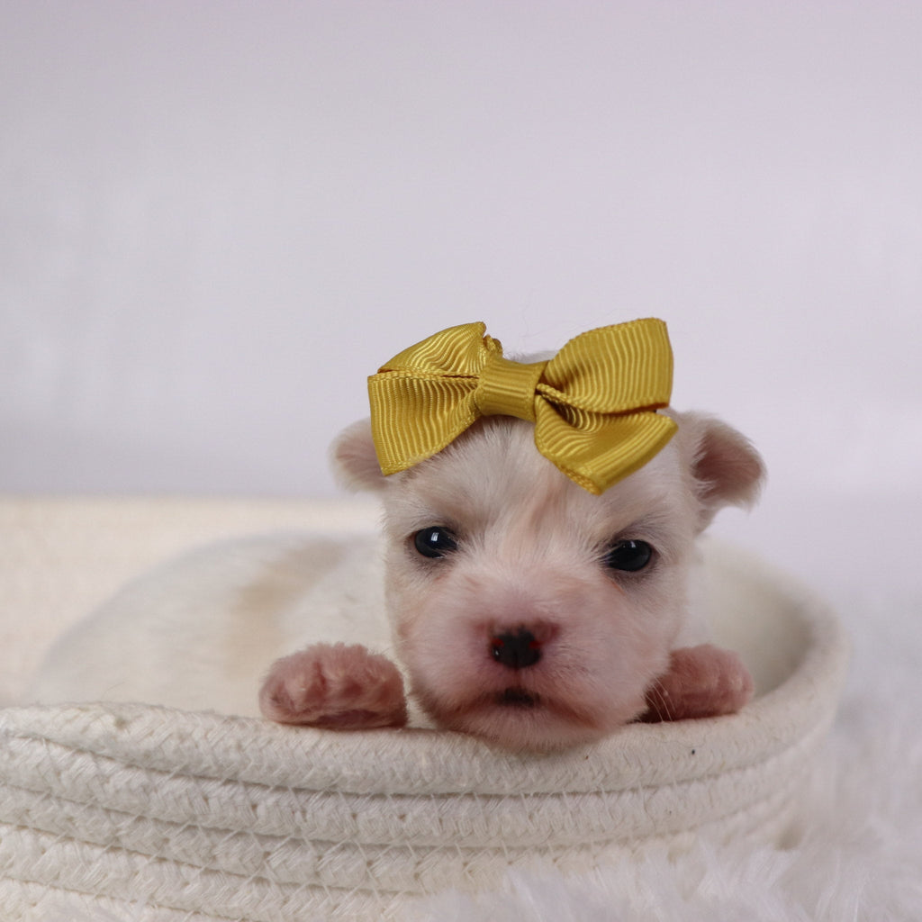 Nicki - Available 11/26