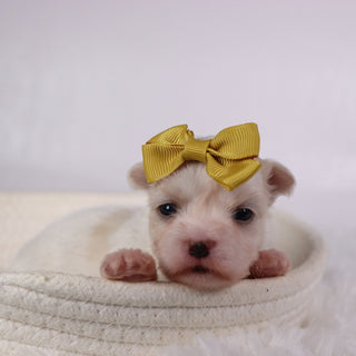 Nicki - Available 11/26