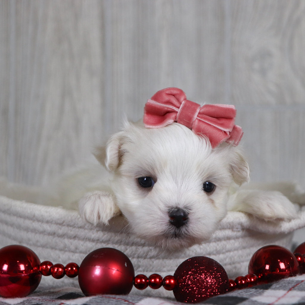 Nicole - Available 1/8