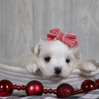 Nicole - Available 1/8