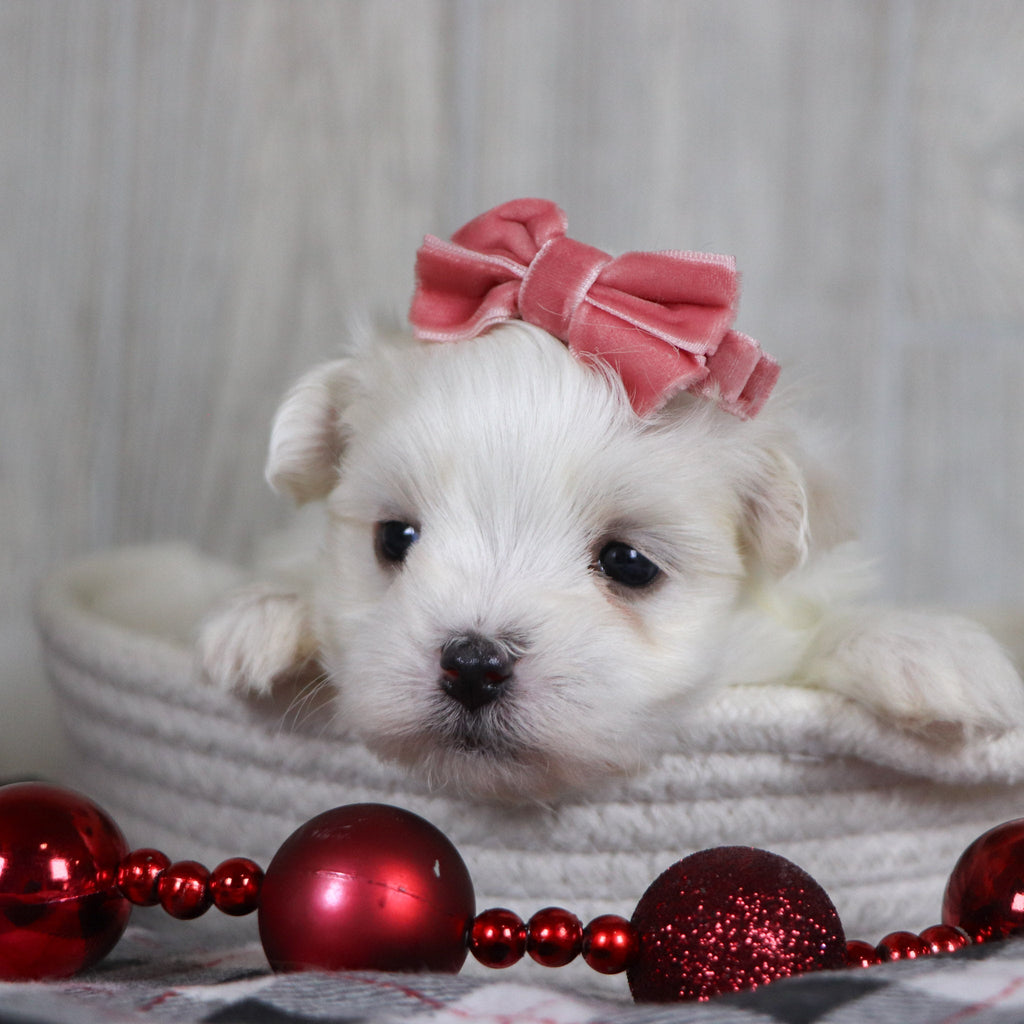 Nicole - Available 1/8