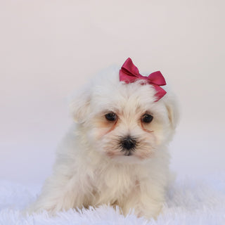 Nika - Available Now