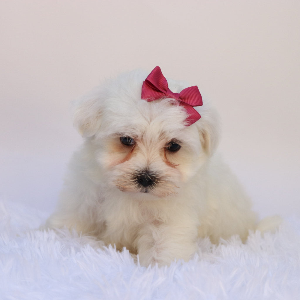 Nika - Available Now