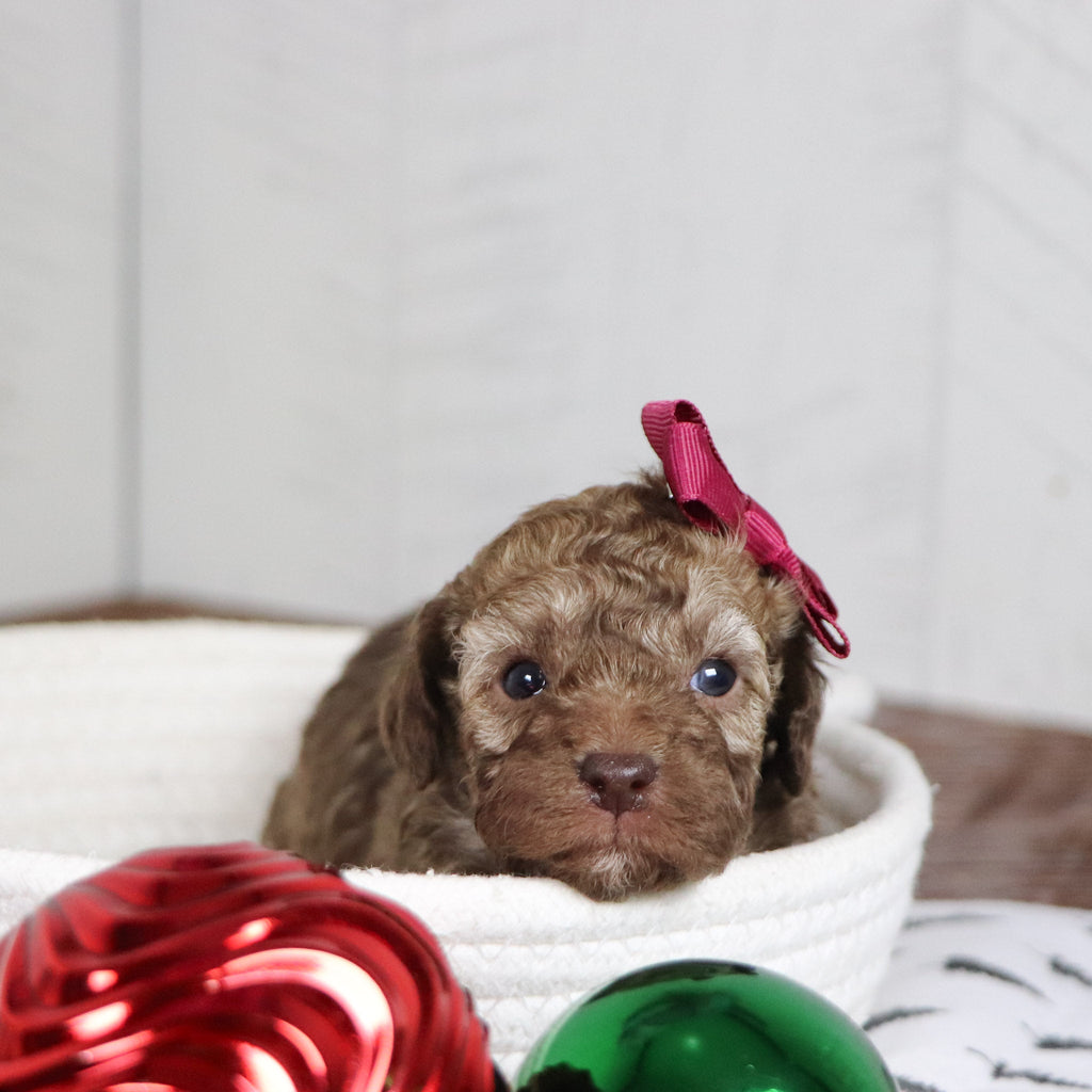 Nikki - Available 1/28