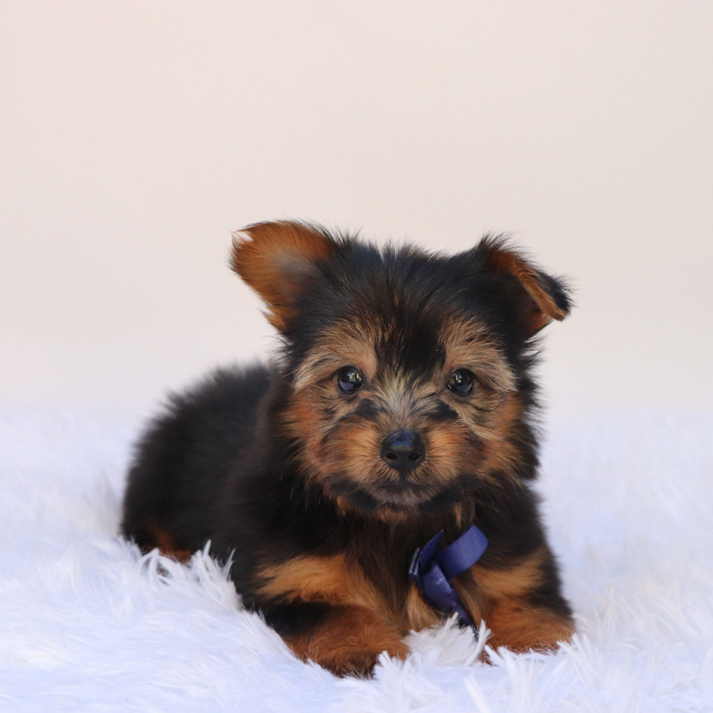 Niko - Available 9/24
