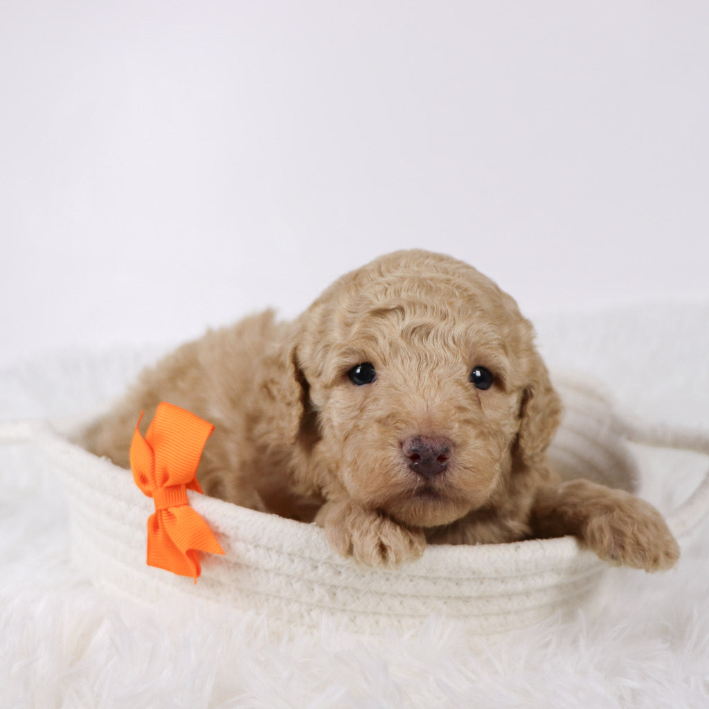 Nolan - Available Now