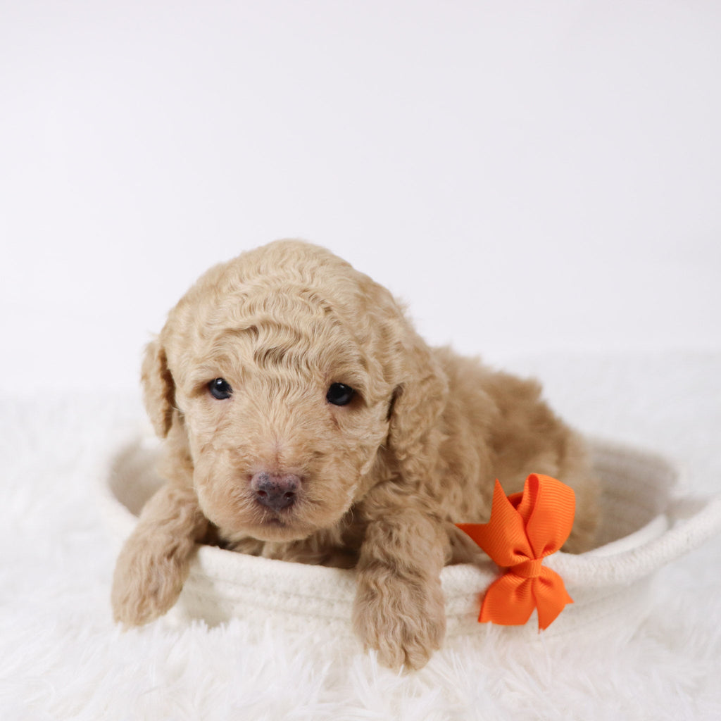 Nolan - Available 11/26