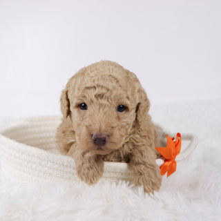 Nolan - Available Now