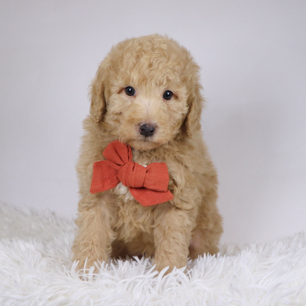 Nolan - Available Now