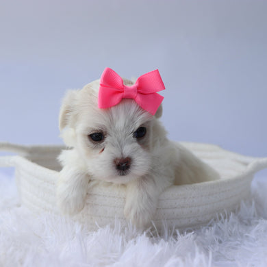 Nora - Available 10/7