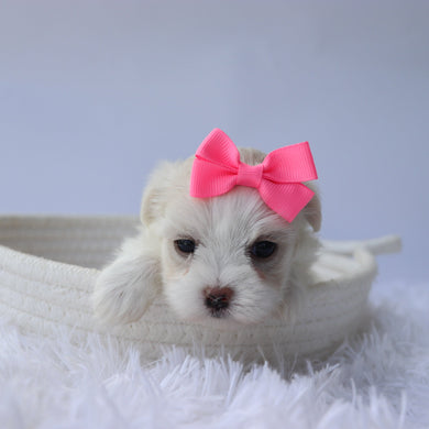 Nora - Available 10/7