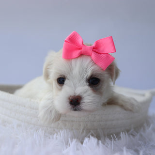 Nora - Available 9/24