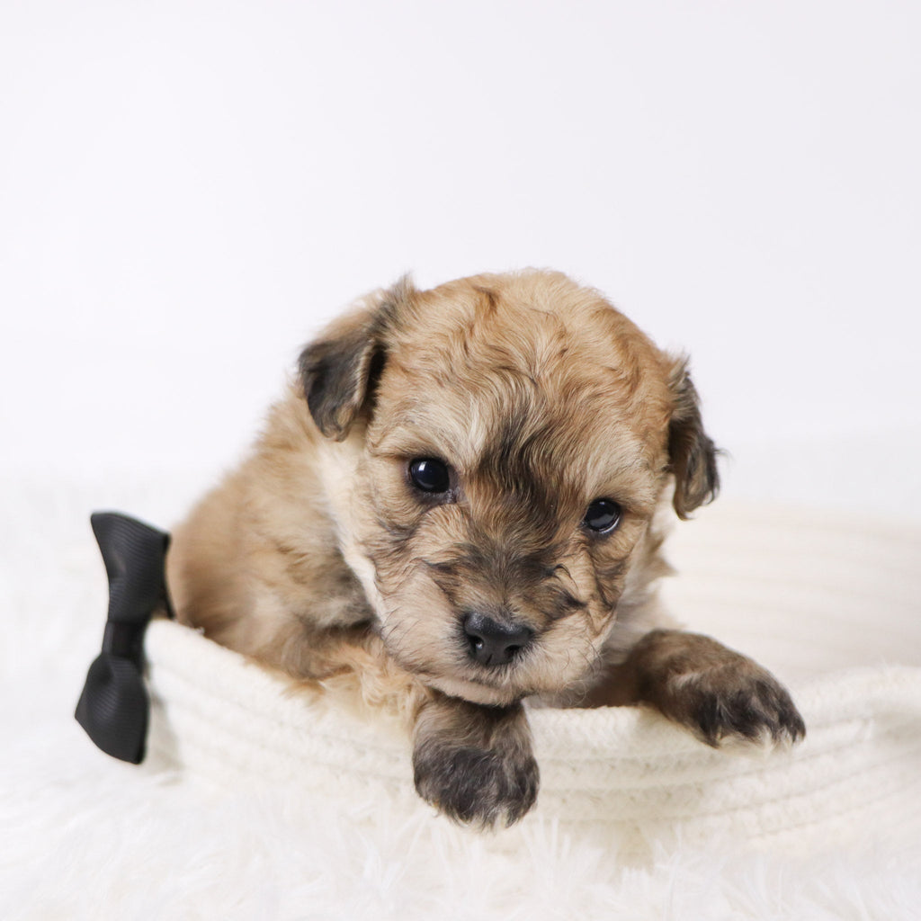 North - Available Now