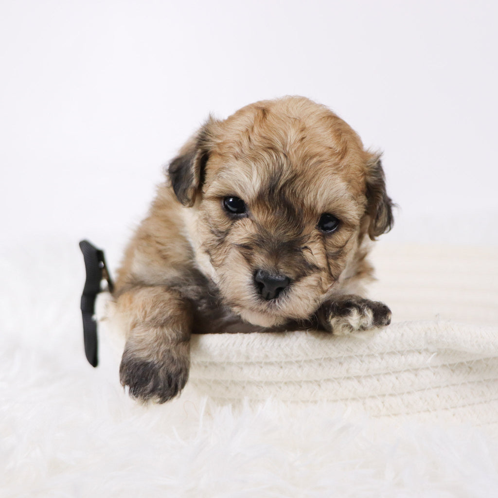 North - Available 11/26