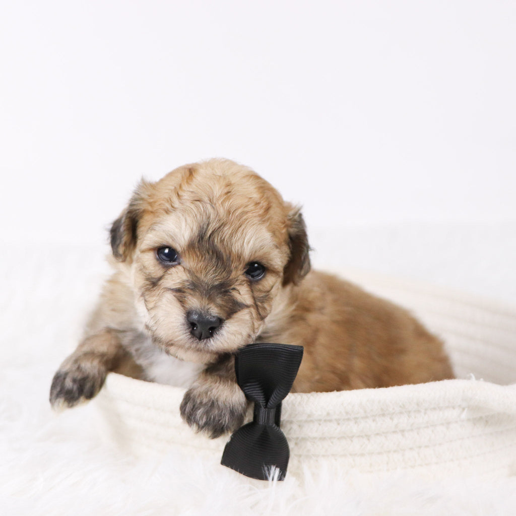 North - Available Now