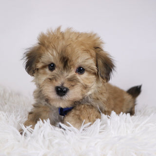 North - Available Now