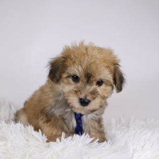 North - Available 11/26