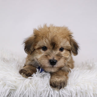 North - Available Now