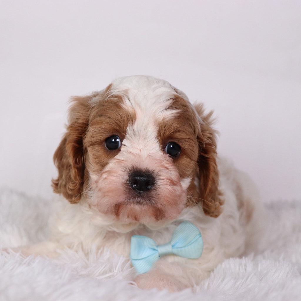 Oliver - Available Now