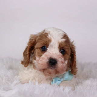 Oliver - Available Now