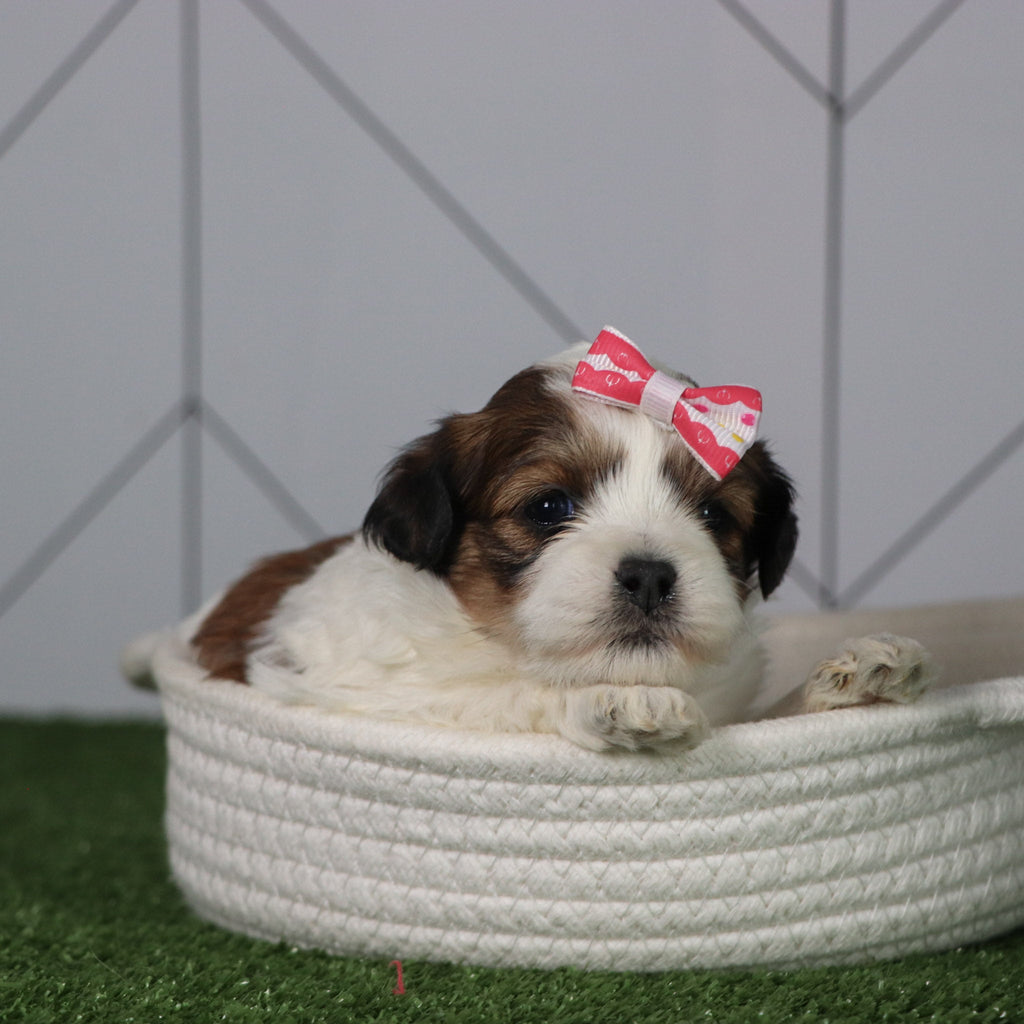 Olivia - Available 5/6