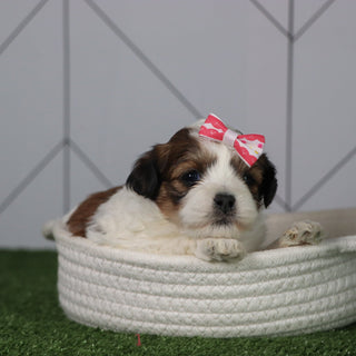 Olivia - Available 5/6