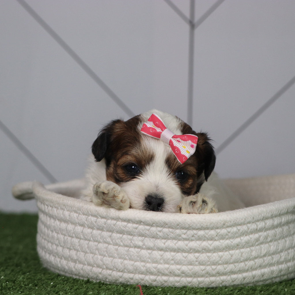 Olivia - Available 5/6