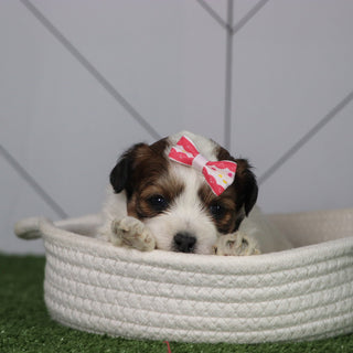 Olivia - Available 5/6