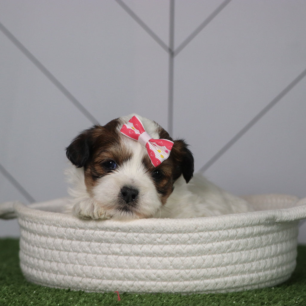 Olivia - Available 5/6