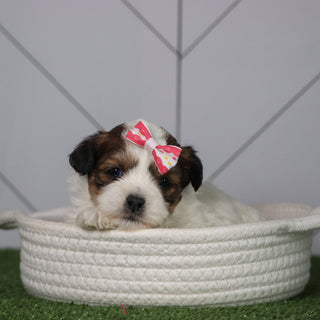 Olivia - Available 5/6