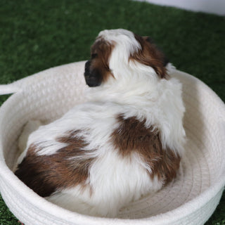 Olivia - Available 5/6