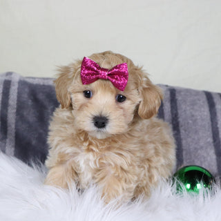 Orly - Available 12/31