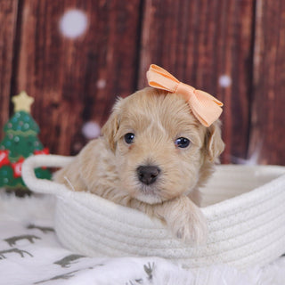 Orly - Available 12/31