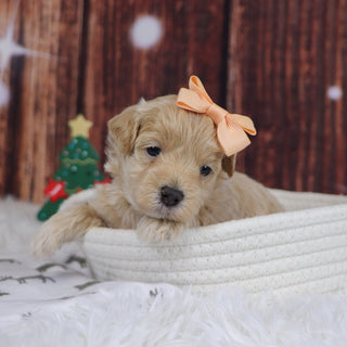 Orly - Available 12/31