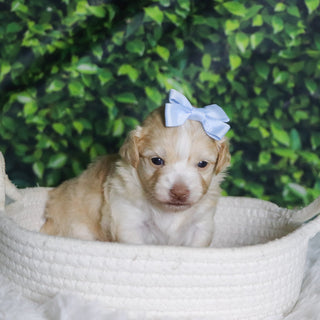 Ornament - Available 12/31