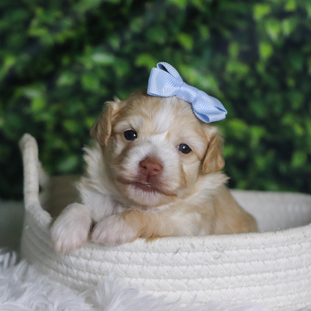 Ornament - Available Now