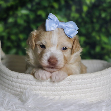 Ornament - Available 12/31