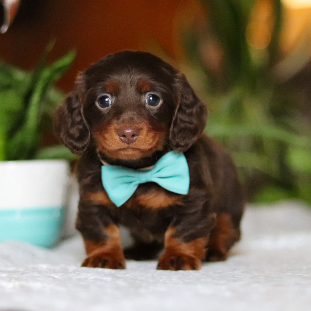 Oscar - Available 12/10