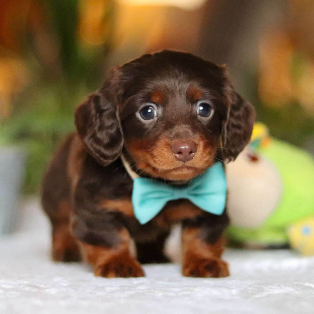 Oscar - Available 12/10