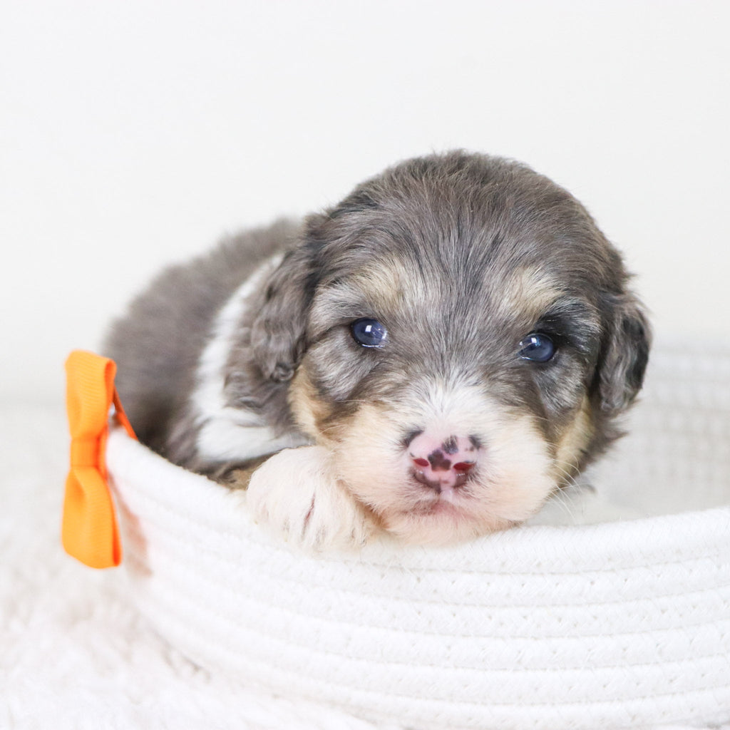 Oswald *PRE-TRAINED* - Available Now