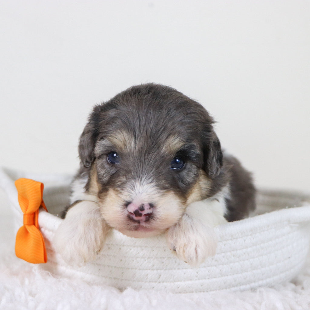 Oswald *PRE-TRAINED* - Available Now