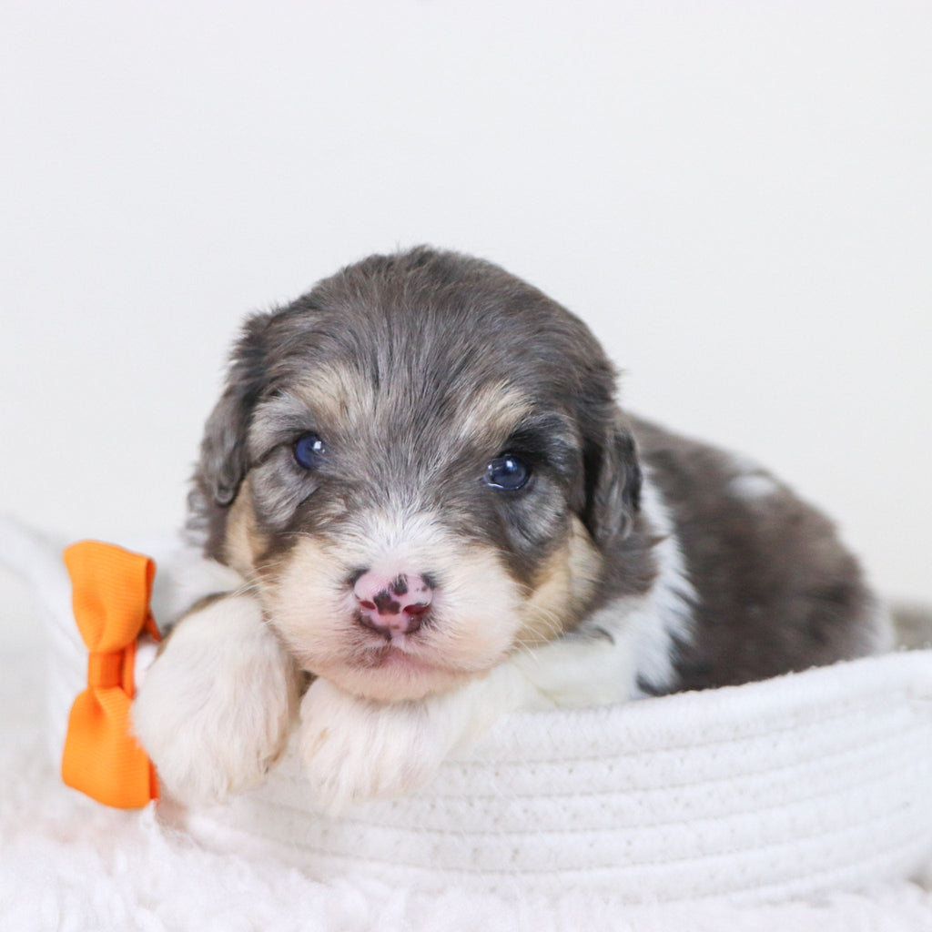 Oswald *PRE-TRAINED* - Available Now