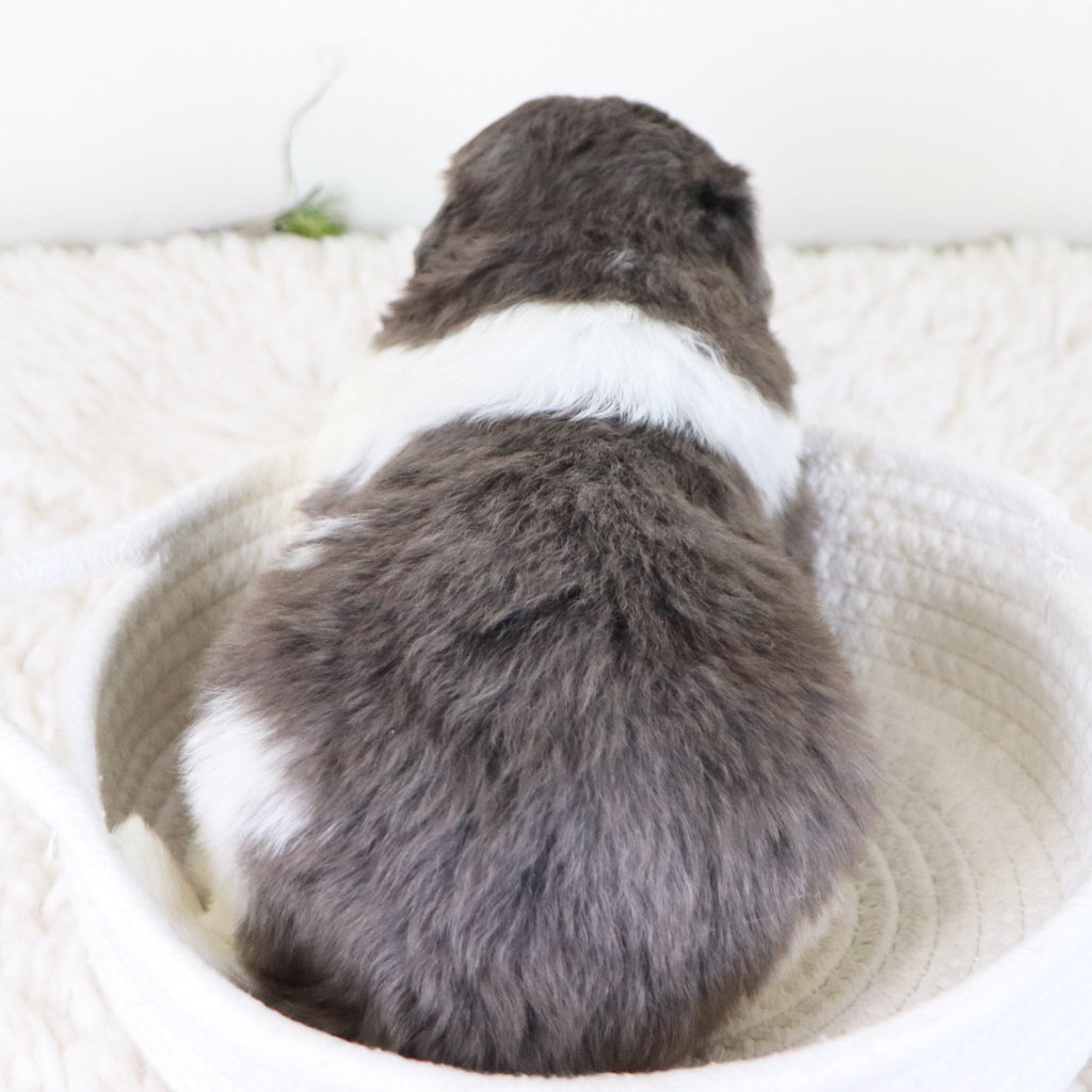 Oswald *PRE-TRAINED* - Available Now