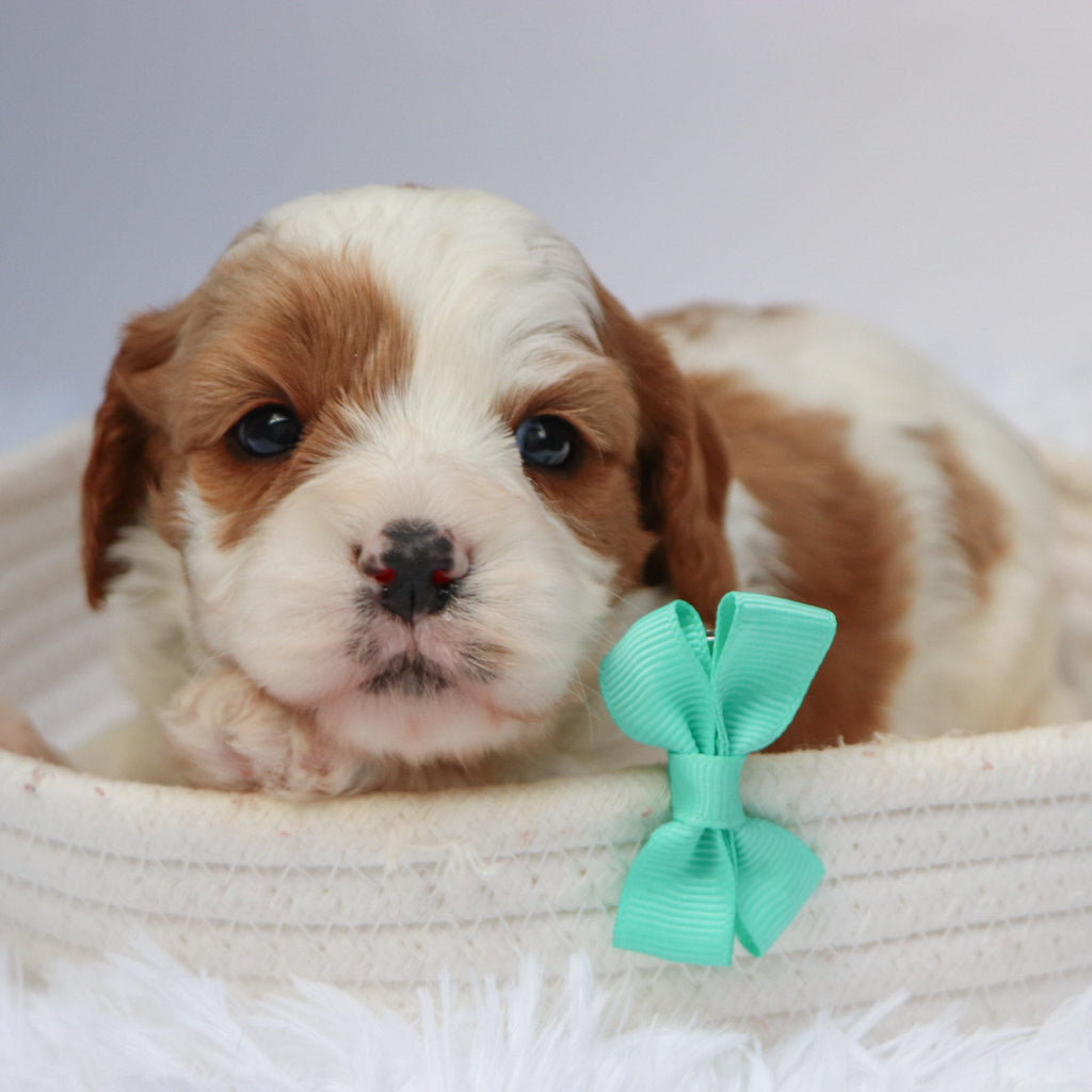 Owl - available 11/19