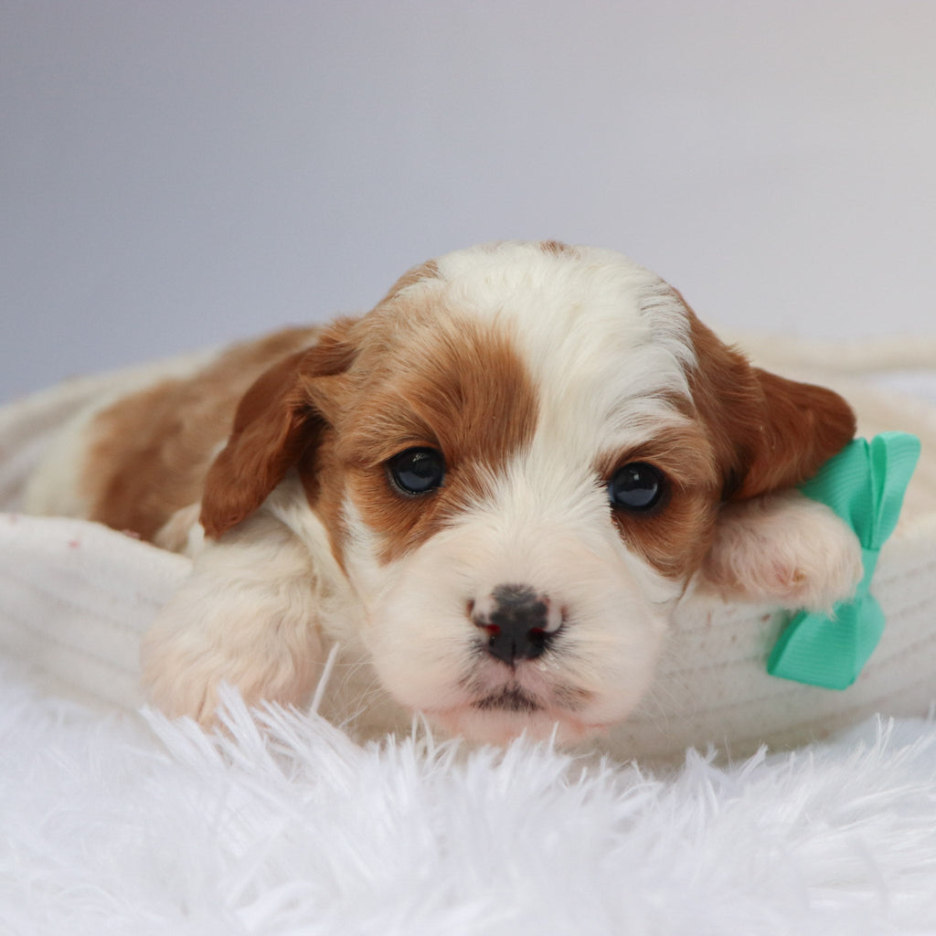 Owl - available 11/19