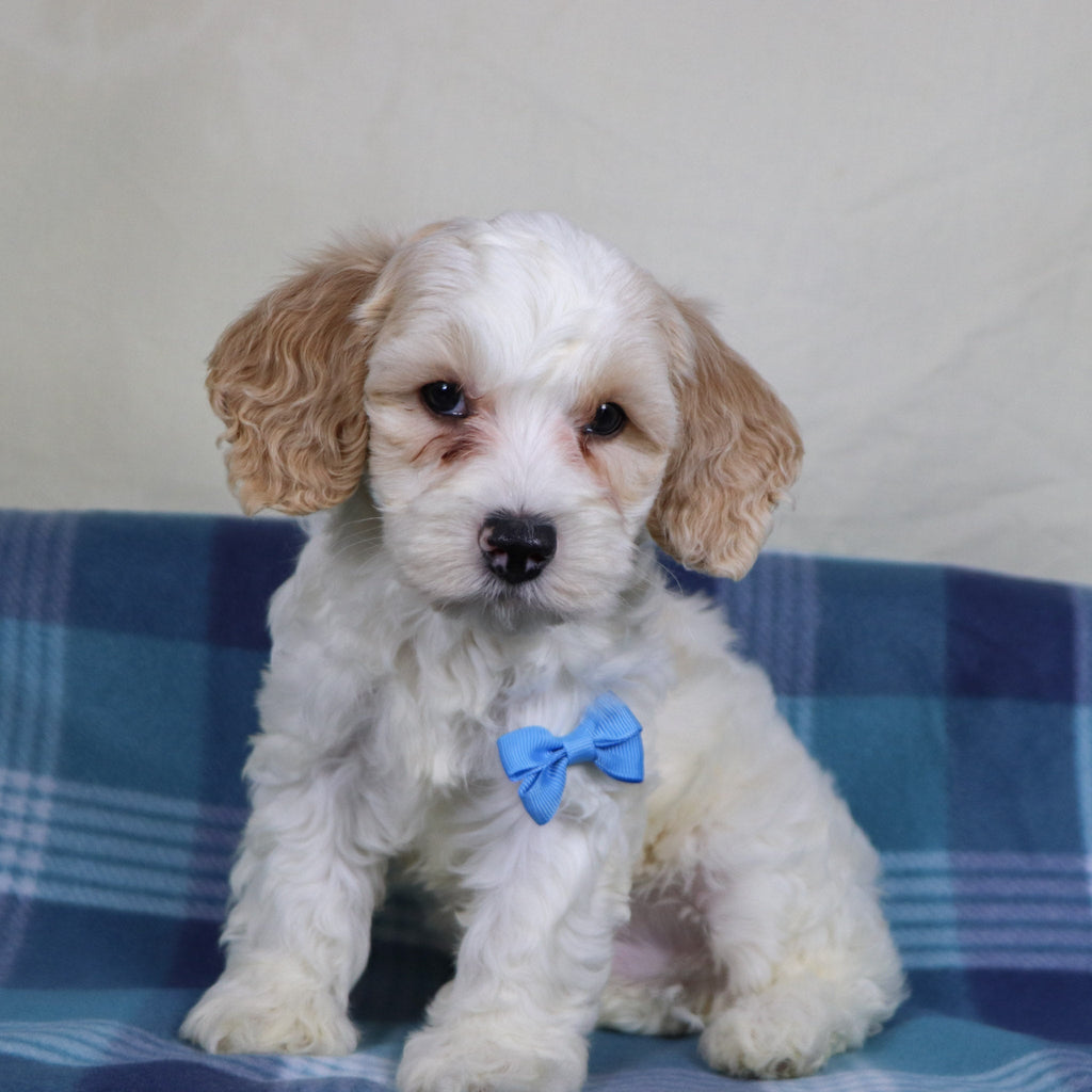 Oxford - Available Now