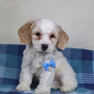 Oxford - Available Now