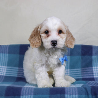 Oxford - Available Now