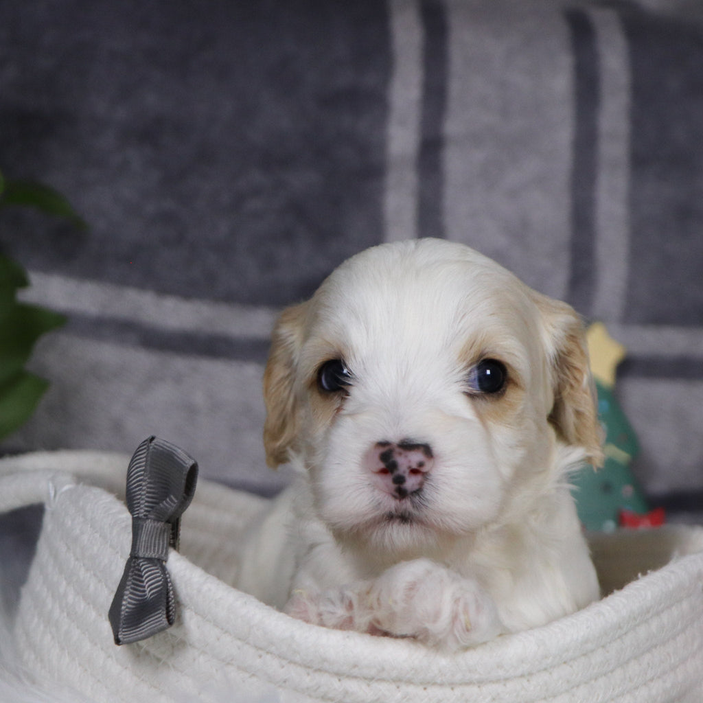 Oxford - Available Now